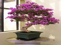 Bougainvillea પઝલ ઑનલાઇન રમવા માટે